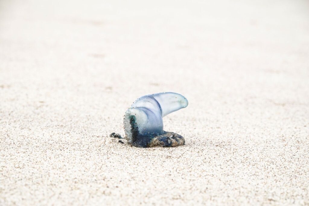 Blue Bottle Sting: Survival Tips for Beach Pain