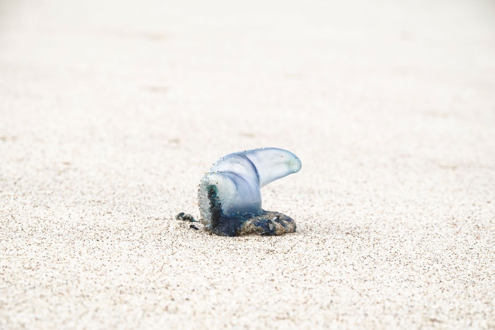 Blue Bottle Sting: Survival Tips for Beach Pain