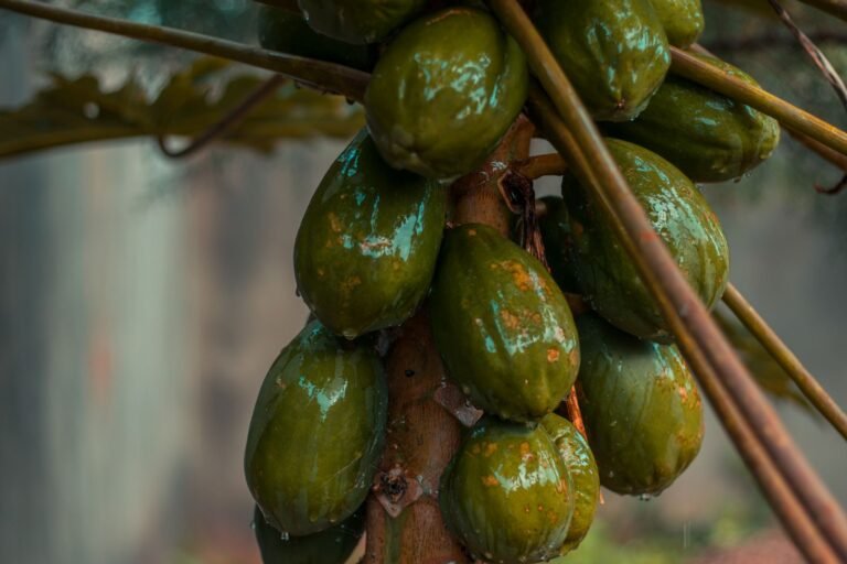 Can Papaya Cause Miscarriage in Early Pregnancy? Fruit Risks