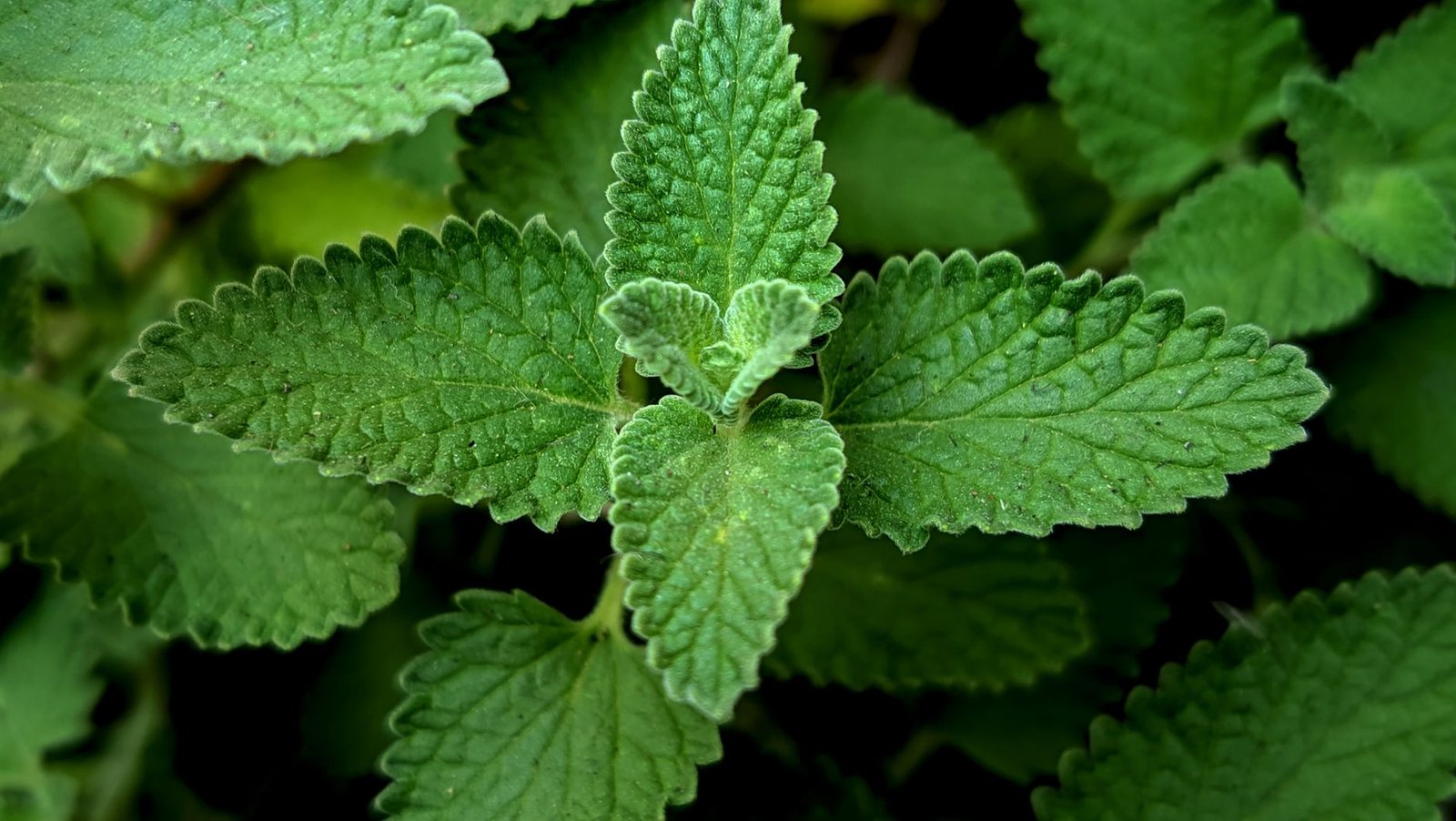 Catnip Tea: Calm Your Nerves Naturally