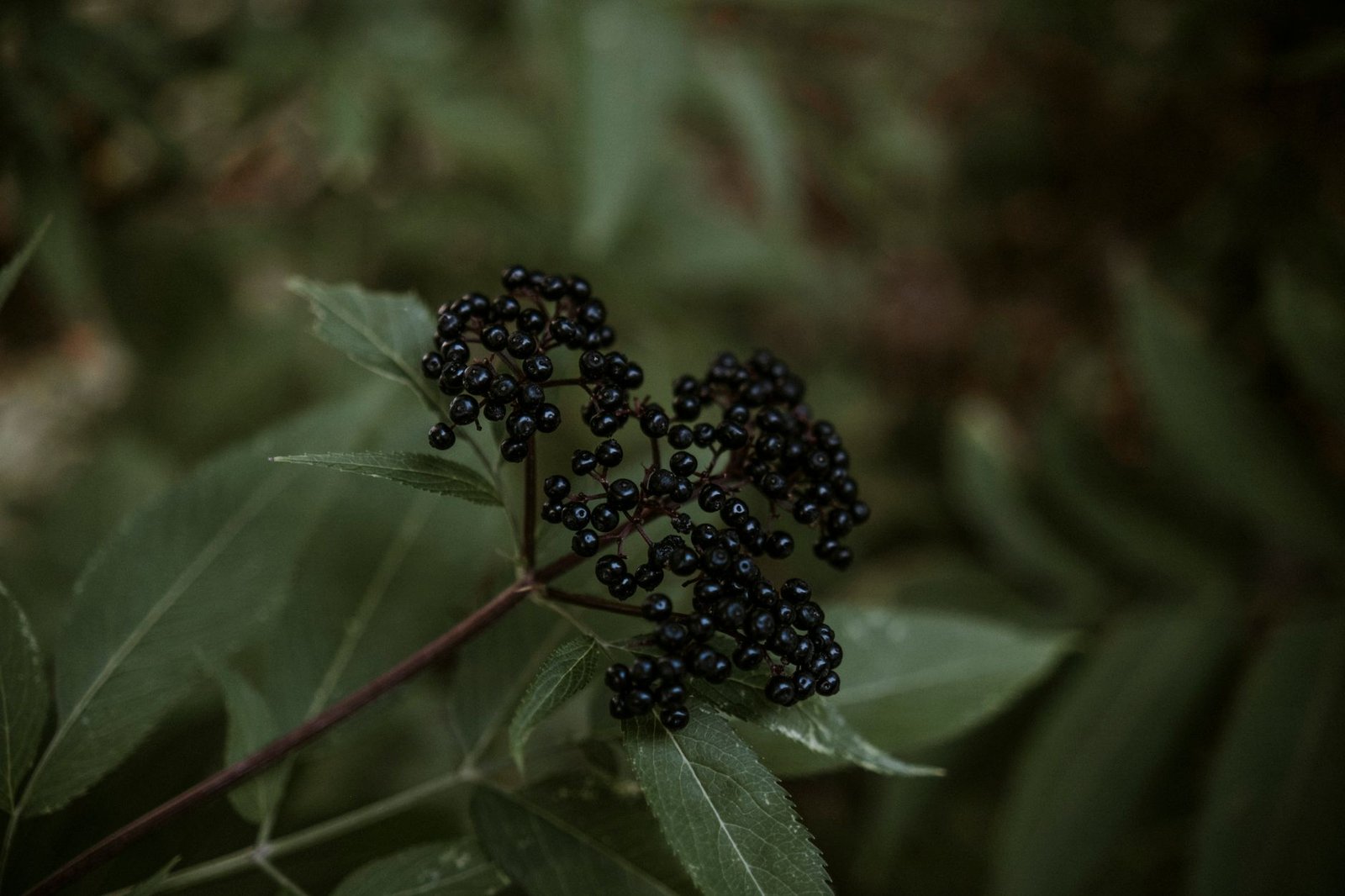 Is Elderberry Safe During Pregnancy? Immune Boost Truth