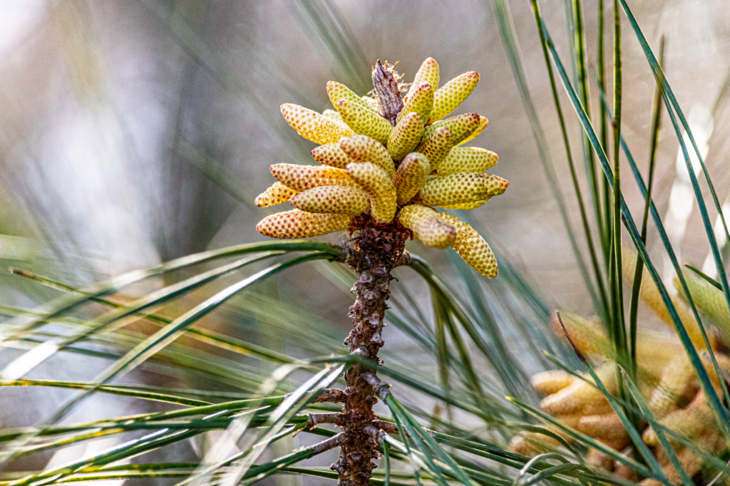 Pine Pollen Benefits: Nature’s Energy Booster