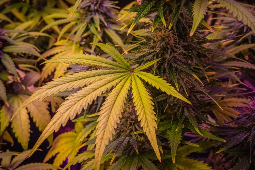 Thc and Kidney Infection: Weed’s Impact