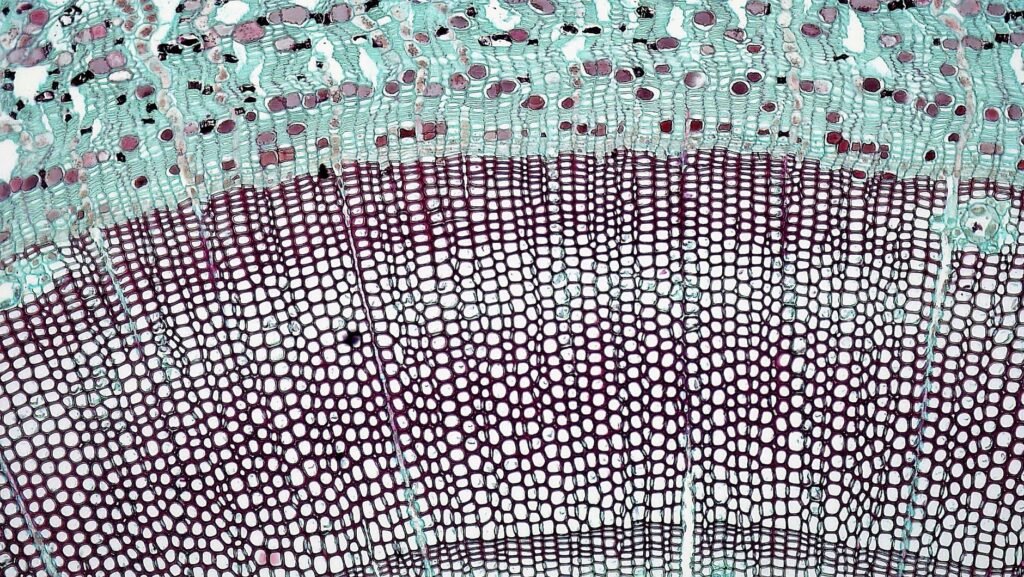 The Innermost Connective Tissue Layer Protecting the Kidney: Explained