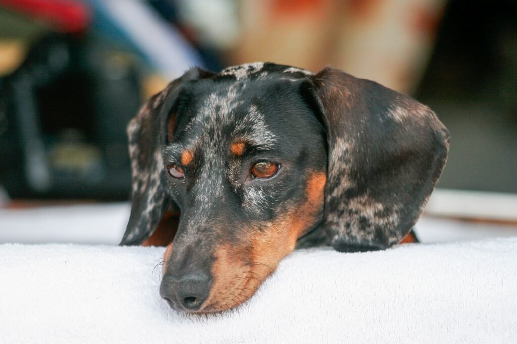 Brown Discharge Dog Ear Infection