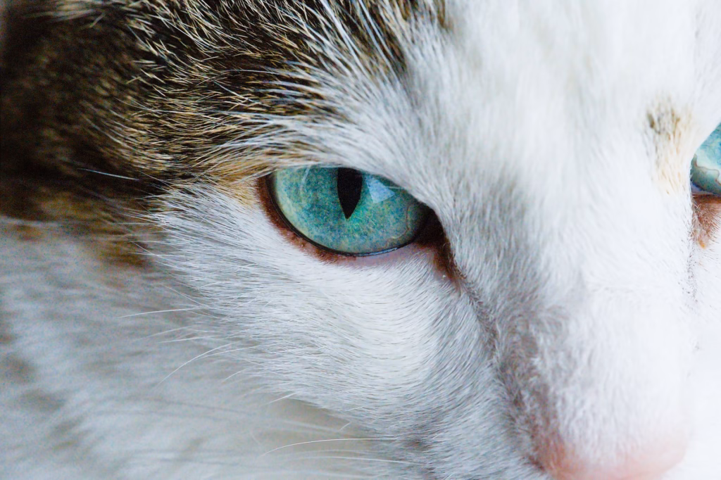 Cat Eye Drops for Infection