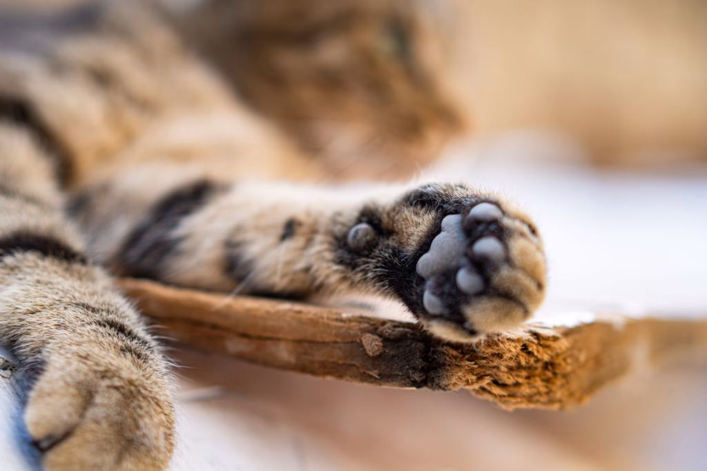 Cat Paw Yeast Infection