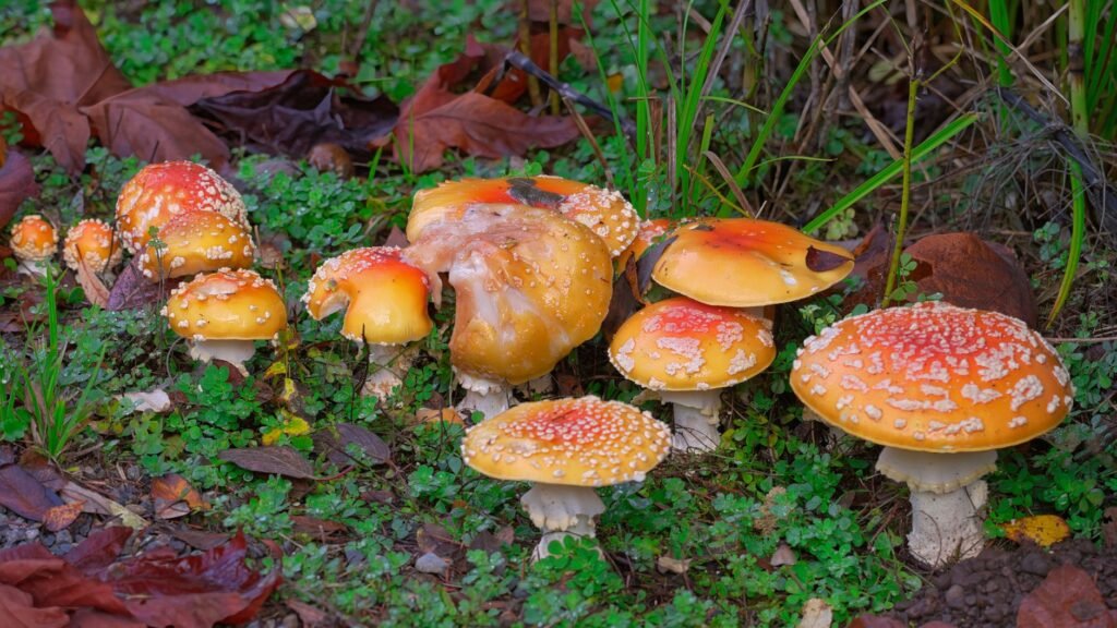 Deadly Fungal Infection Washington State