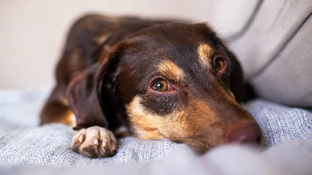 Dog Bladder Infection Home Remedy