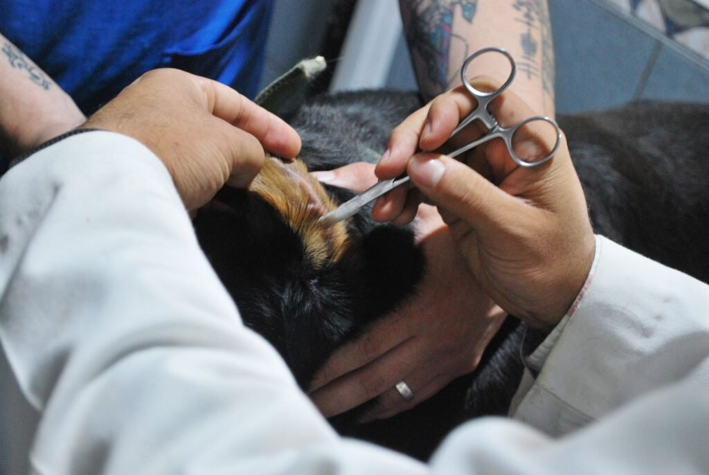 Dog Ear Infection Treatment Over the Counter
