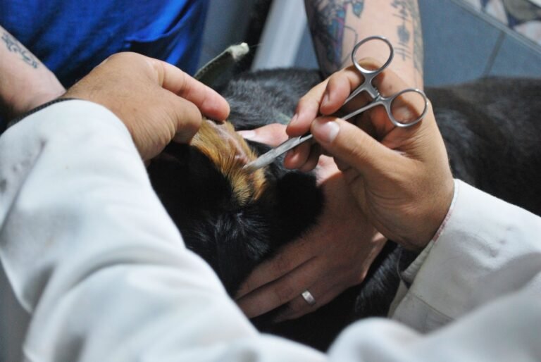 Dog Ear Infection Treatment Over the Counter