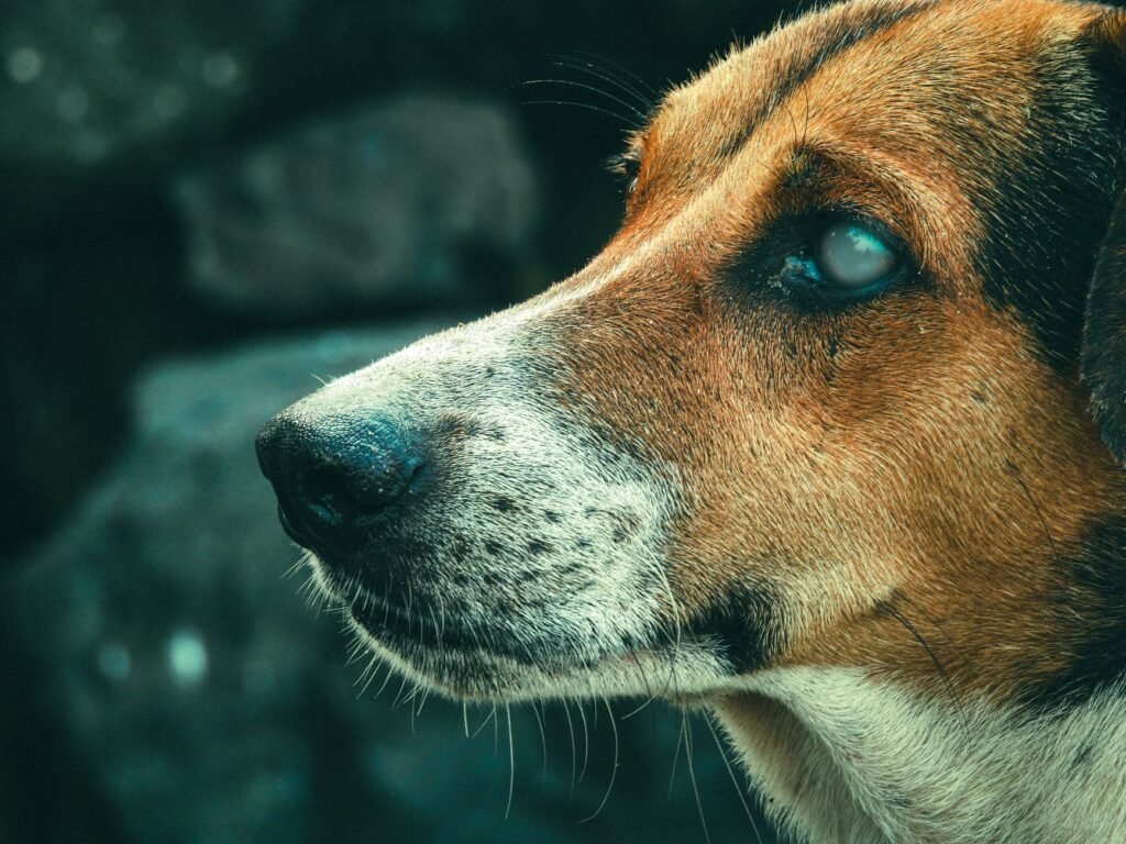 Dog Eye Drops for Infection