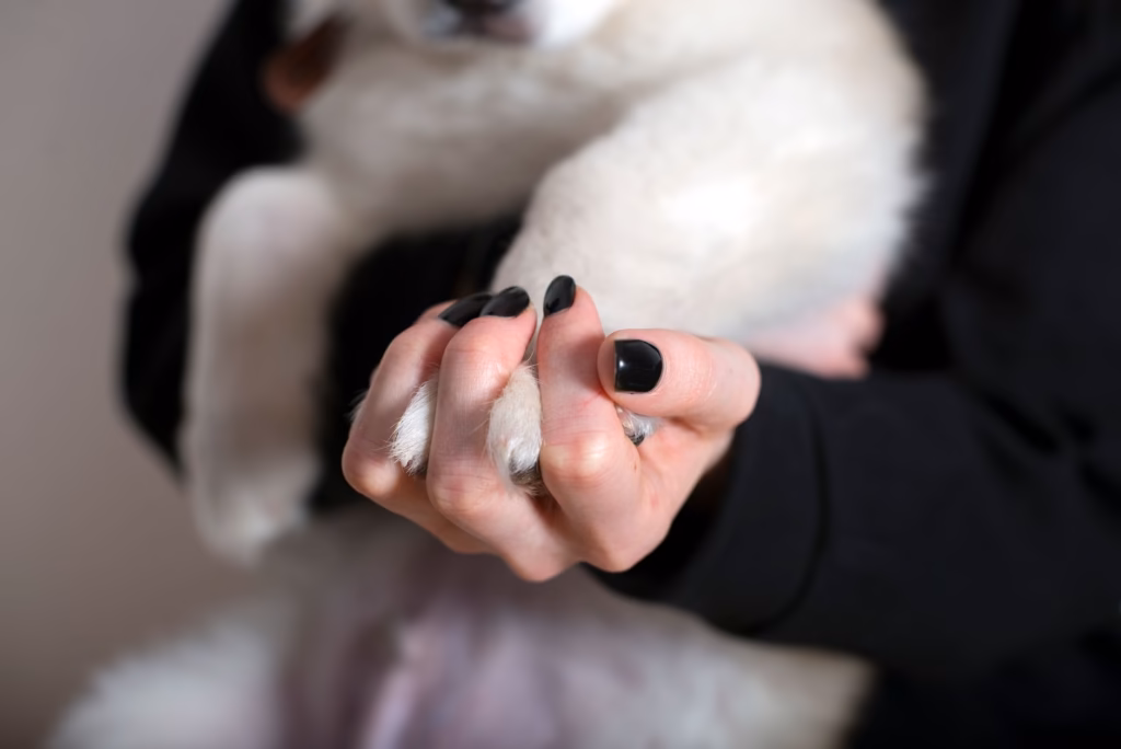 Dog Nail Infection