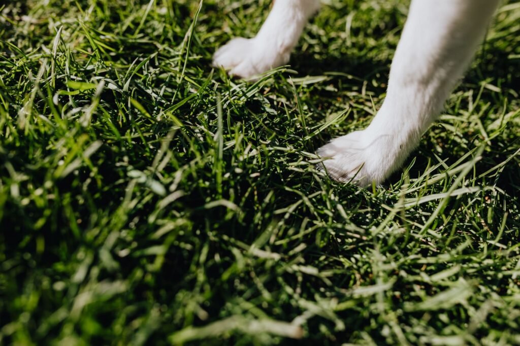Dog Paw Infection