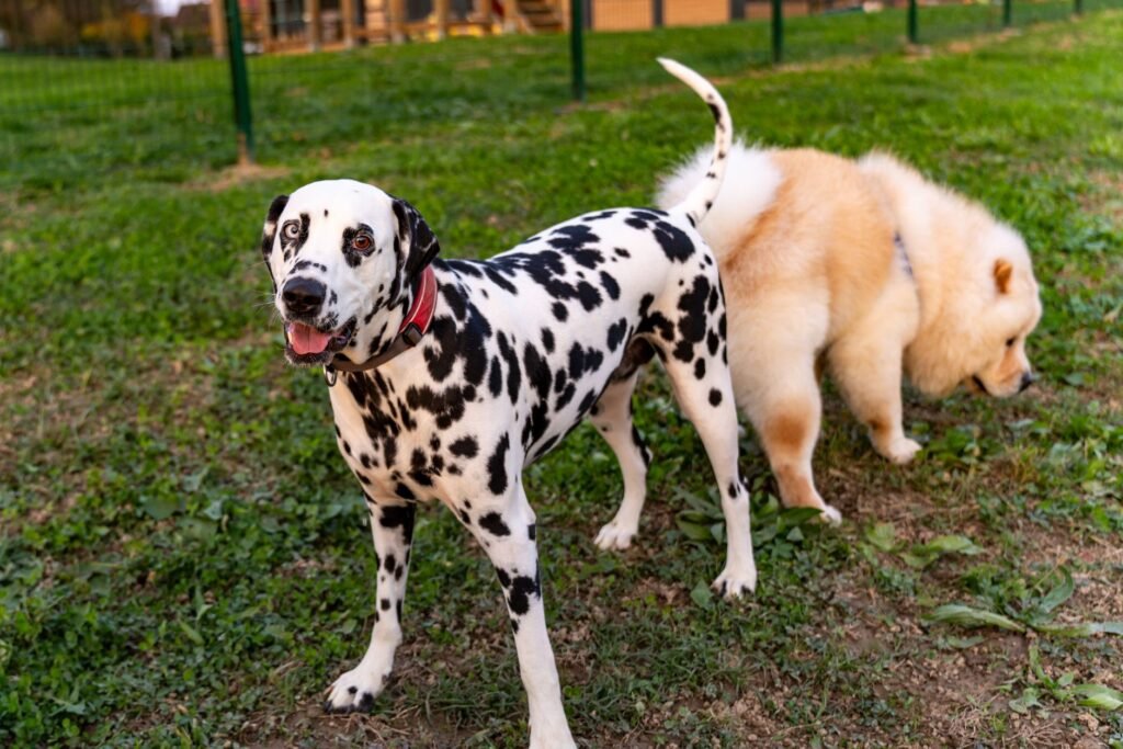 Dog Smegma Infection Symptoms