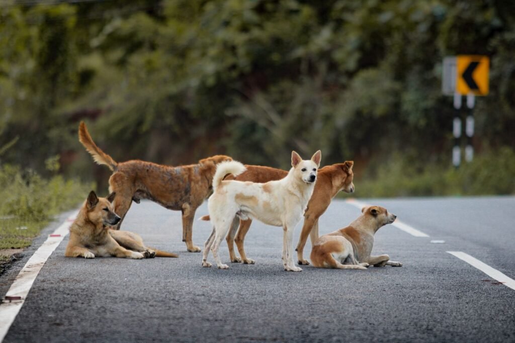 Dog Wound Infection Signs
