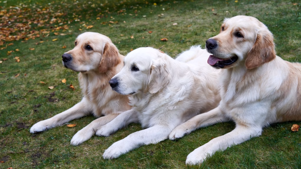 Golden Retriever Ear Infection