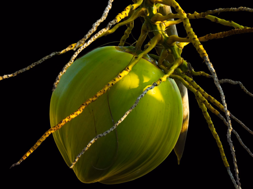 Home Remedy for Dog Ear Infection Coconut Oil
