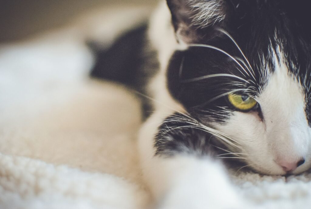 How to Treat My Cats Eye Infection at Home