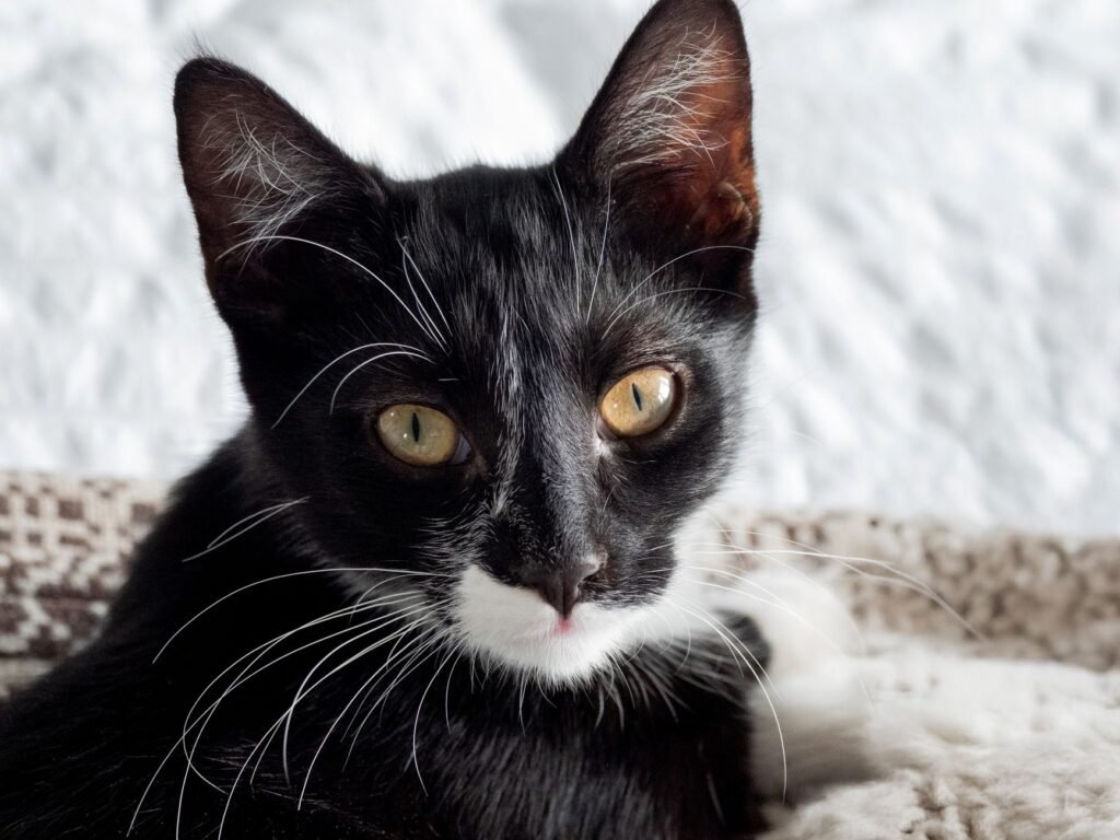 Kitten Eye Infection Home Remedy