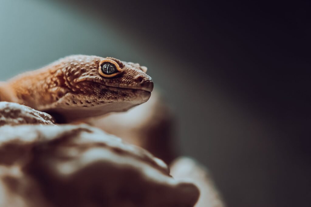 Leopard Gecko Eye Infection