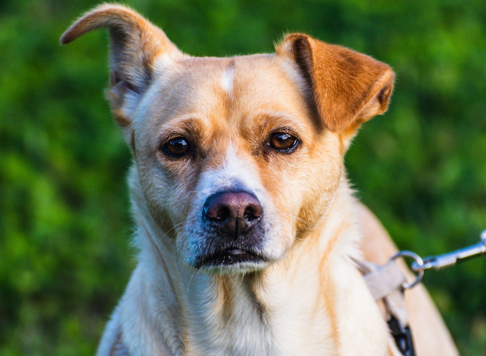 pictures of yeast infection in dogs ears