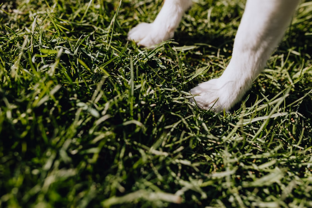 Red Dog Paw Yeast Infection