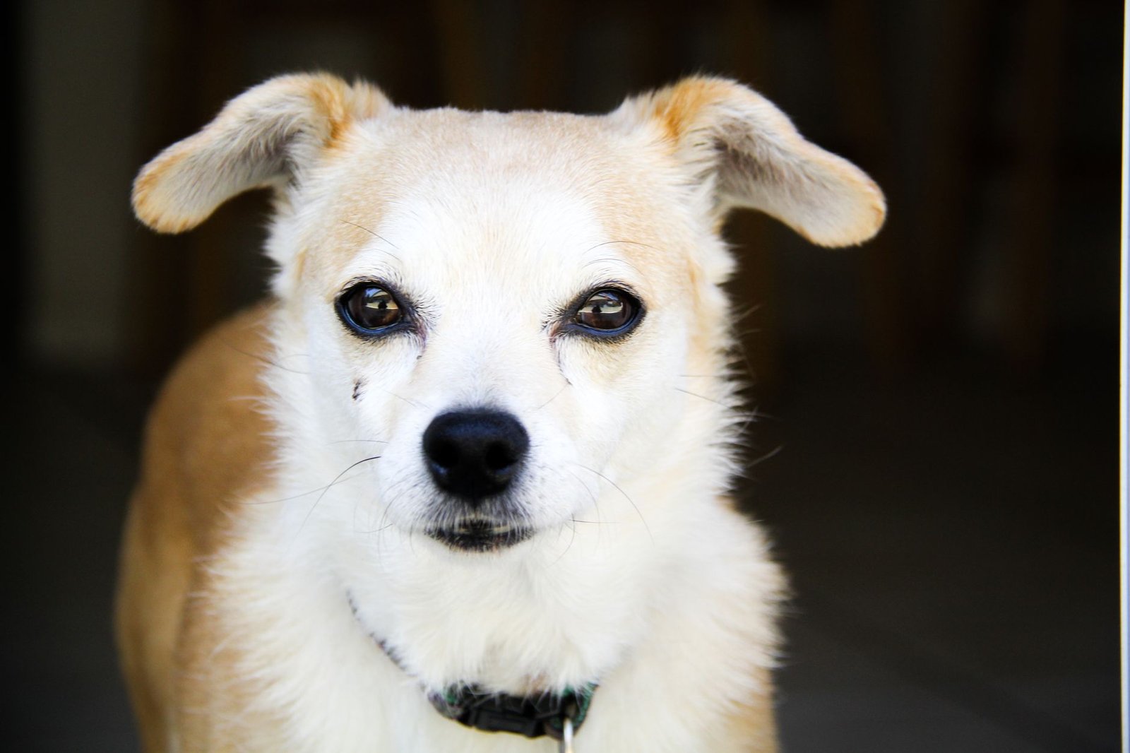 yeast dog ear infection picture