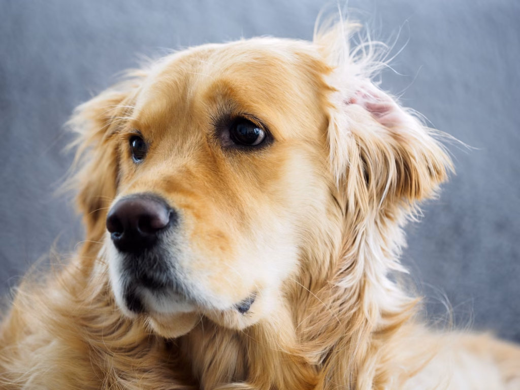 A gentle ear‑cleaning routine helps prevent infection in golden retrievers