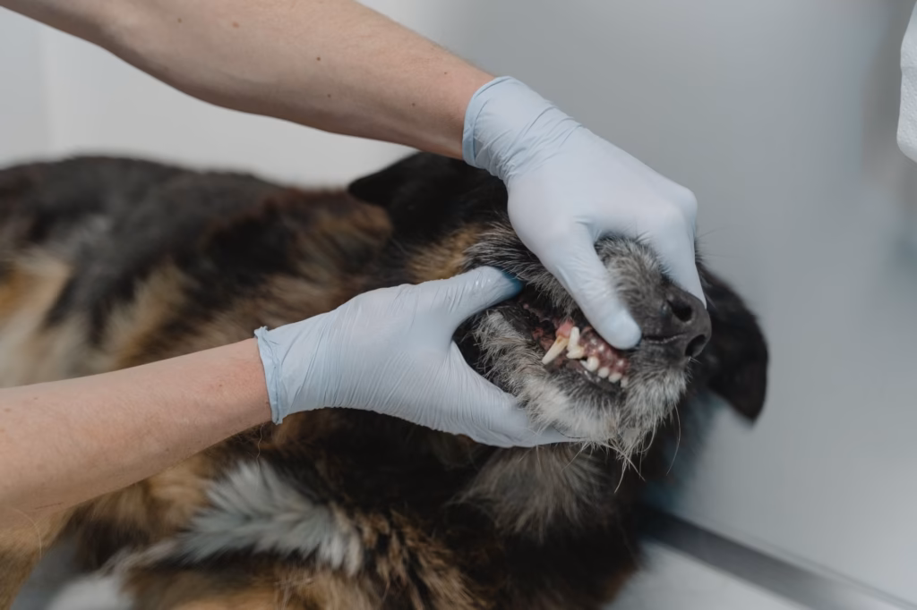 A veterinarian gently examines a dog's mouth during a dental check‑up
