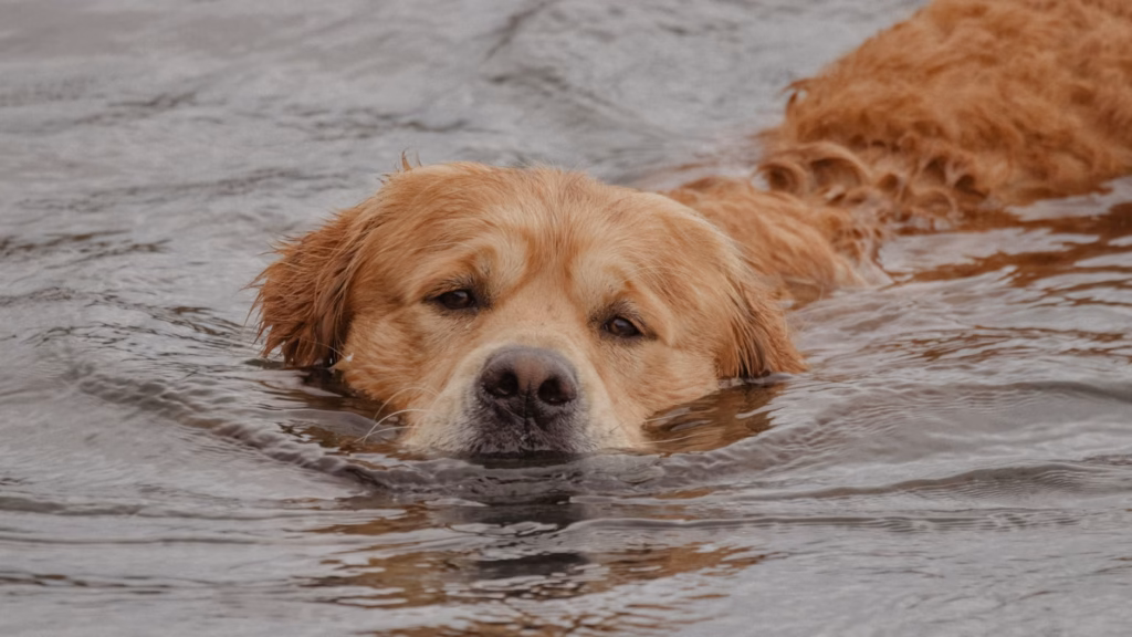 Drying a golden retriever's ears after swimming reduces moisture buildup