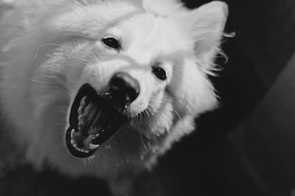 Professional dental cleaning of a dog's teeth under anesthesia